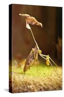 Mantis, 'Wandering Violin Mantis', Female, Camouflage, Hunt, Attack Position-Harald Kroiss-Stretched Canvas