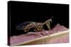 Mantispa Styriaca (Mantidfly)-Paul Starosta-Stretched Canvas