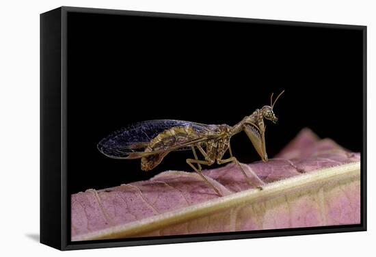 Mantispa Styriaca (Mantidfly)-Paul Starosta-Framed Stretched Canvas
