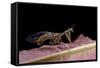 Mantispa Styriaca (Mantidfly)-Paul Starosta-Framed Stretched Canvas