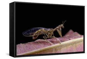 Mantispa Styriaca (Mantidfly)-Paul Starosta-Framed Stretched Canvas