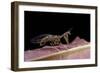 Mantispa Styriaca (Mantidfly)-Paul Starosta-Framed Photographic Print