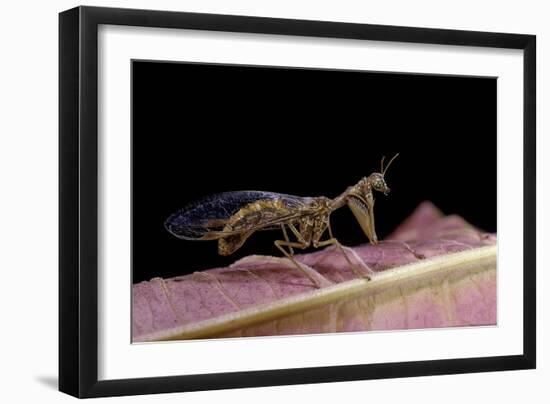 Mantispa Styriaca (Mantidfly)-Paul Starosta-Framed Photographic Print