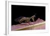 Mantispa Styriaca (Mantidfly)-Paul Starosta-Framed Photographic Print