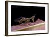 Mantispa Styriaca (Mantidfly)-Paul Starosta-Framed Photographic Print