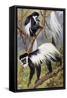 Mantled Guereza or Abyssinian Black-And-White Colobus (Colubus Guereza), Cercopithecidae-null-Framed Stretched Canvas