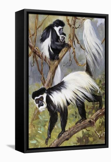 Mantled Guereza or Abyssinian Black-And-White Colobus (Colubus Guereza), Cercopithecidae-null-Framed Stretched Canvas