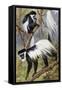 Mantled Guereza or Abyssinian Black-And-White Colobus (Colubus Guereza), Cercopithecidae-null-Framed Stretched Canvas