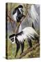 Mantled Guereza or Abyssinian Black-And-White Colobus (Colubus Guereza), Cercopithecidae-null-Stretched Canvas