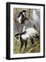 Mantled Guereza or Abyssinian Black-And-White Colobus (Colubus Guereza), Cercopithecidae-null-Framed Giclee Print