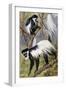 Mantled Guereza or Abyssinian Black-And-White Colobus (Colubus Guereza), Cercopithecidae-null-Framed Giclee Print
