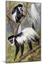 Mantled Guereza or Abyssinian Black-And-White Colobus (Colubus Guereza), Cercopithecidae-null-Mounted Giclee Print