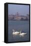 Mantua Swans-Charles Bowman-Framed Stretched Canvas