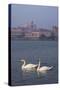 Mantua Swans-Charles Bowman-Stretched Canvas