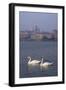 Mantua Swans-Charles Bowman-Framed Photographic Print