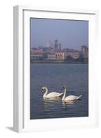 Mantua Swans-Charles Bowman-Framed Photographic Print