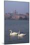 Mantua Swans-Charles Bowman-Mounted Photographic Print