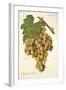 Mantuo De Pilas Grape-J. Troncy-Framed Giclee Print