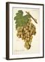 Mantuo De Pilas Grape-J. Troncy-Framed Giclee Print