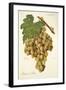 Mantuo De Pilas Grape-J. Troncy-Framed Giclee Print