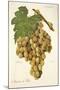 Mantuo De Pilas Grape-J. Troncy-Mounted Giclee Print