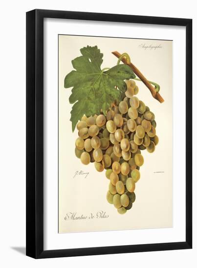 Mantuo De Pilas Grape-J. Troncy-Framed Giclee Print