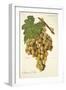 Mantuo De Pilas Grape-J. Troncy-Framed Giclee Print