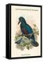 Manucodia Comrii - Curl-Crested Bird of Paradise-John Gould-Framed Stretched Canvas