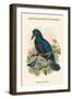 Manucodia Comrii - Curl-Crested Bird of Paradise-John Gould-Framed Art Print