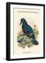 Manucodia Comrii - Curl-Crested Bird of Paradise-John Gould-Framed Art Print