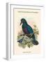 Manucodia Comrii - Curl-Crested Bird of Paradise-John Gould-Framed Art Print