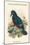 Manucodia Comrii - Curl-Crested Bird of Paradise-John Gould-Mounted Art Print