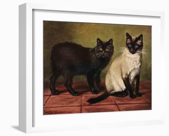 Manx and Siamese Cats-W. Luker-Framed Photographic Print