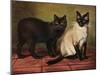 Manx and Siamese Cats-W. Luker-Mounted Photographic Print