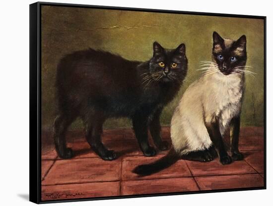 Manx and Siamese Cats-W. Luker-Framed Stretched Canvas