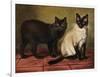 Manx and Siamese Cats-W. Luker-Framed Photographic Print