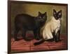 Manx and Siamese Cats-W. Luker-Framed Photographic Print