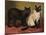 Manx and Siamese Cats-W. Luker-Mounted Photographic Print