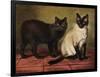 Manx and Siamese Cats-W. Luker-Framed Photographic Print