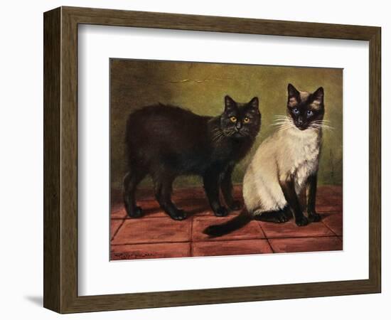 Manx and Siamese Cats-W. Luker-Framed Photographic Print