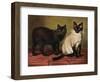 Manx and Siamese Cats-W. Luker-Framed Photographic Print