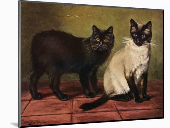 Manx and Siamese Cats-W. Luker-Mounted Photographic Print