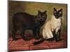 Manx and Siamese Cats-W. Luker-Mounted Photographic Print