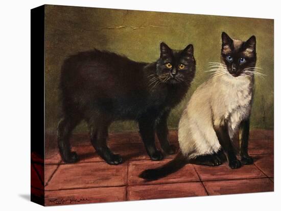 Manx and Siamese Cats-W. Luker-Stretched Canvas