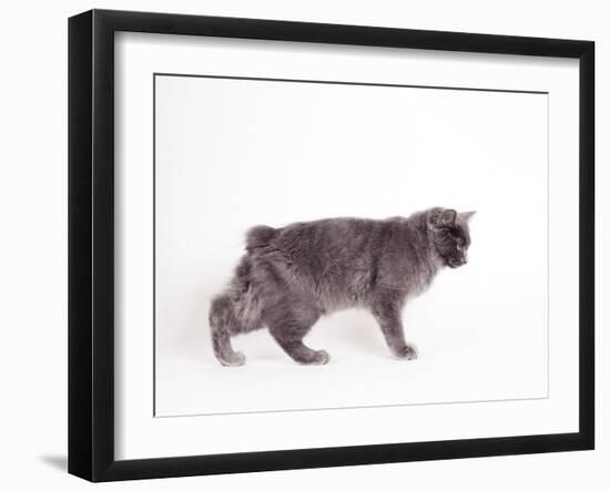 Manx Cat Blue Cymric-null-Framed Photographic Print