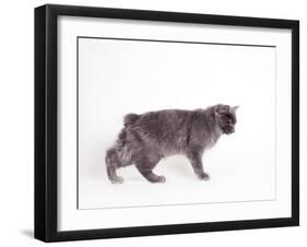 Manx Cat Blue Cymric-null-Framed Photographic Print