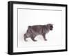 Manx Cat Blue Cymric-null-Framed Photographic Print