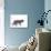 Manx Cat Blue Cymric-null-Photographic Print displayed on a wall