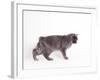 Manx Cat Blue Cymric-null-Framed Photographic Print