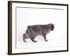 Manx Cat Blue Cymric-null-Framed Photographic Print